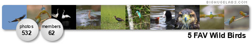 5 FAV Wild Birds. Get yours at bighugelabs.com/flickr 5 FAV Wild Birds. Get yours at bighugelabs.com/flickr