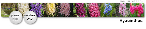 Hyacinthus. Get yours at bighugelabs.com/flickr Hyacinthus. Get yours at bighugelabs.com/flickr