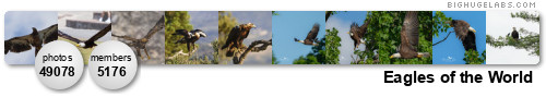 Eagles of the World. Get yours at bighugelabs.com/flickr Eagles of the World. Get yours at bighugelabs.com/flickr