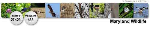 Maryland Wildlife. Get yours at bighugelabs.com/flickr