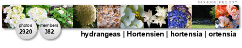 Hortensien // hydrangea // hortensia // ortensia. Get yours at bighugelabs.com/flickr
