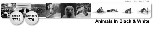 Animals in Black & White. Get yours at bighugelabs.com/flickr