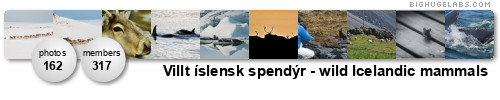 Villt íslensk spendýr - wild Icelandic mammals. Get yours at bighugelabs.com/flickr