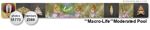 Macro-Life ~ Comp Macro-Life ~ Comp