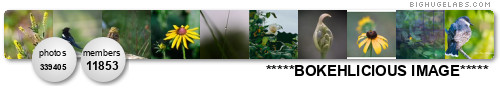 *****BOKEHLICIOUS IMAGE*****. Get yours at bighugelabs.com/flickr