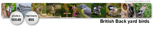 British Back yard birds. Get yours at bighugelabs.com/flickr