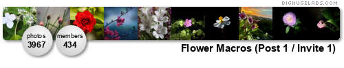 Flower Macros (Post 1 / Invite 1). Get yours at bighugelabs.com/flickr Flower Macros (Post 1 / Invite 1). Get yours at bighugelabs.com/flickr