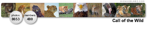 Call of the Wild. Get yours at bighugelabs.com/flickr