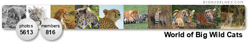 World of Big Wild Cats. Get yours at bighugelabs.com/flickr World of Big Wild Cats. Get yours at bighugelabs.com/flickr