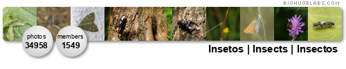 Insetos | Insects | Insectos. Get yours at bighugelabs.com/flickr Insetos | Insects | Insectos. Get yours at bighugelabs.com/flickr
