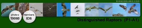 Distinguished Raptors. Get yours at bighugelabs.com/flickr