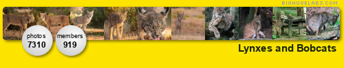 Lynxes and Bobcats. Get yours at bighugelabs.com/flickr Lynxes and Bobcats. Get yours at bighugelabs.com/flickr