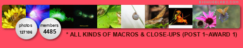 * ALL KINDS OF MACROS & CLOSE-UPS (POST 1~AWARD 1). Get yours at bighugelabs.com/flickr * ALL KINDS OF MACROS & CLOSE-UPS (POST 1~AWARD 1). Get yours at bighugelabs.com/flickr