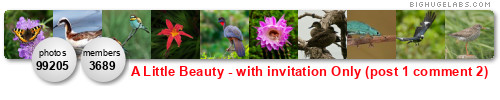 A Little Beauty *Invite Only* Post 1, Award 2. Get yours at bighugelabs.com/flickr