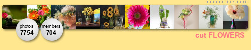 cut FLOWERS with pretty STEMS.... Get yours at bighugelabs.com/flickr