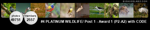 PLATINUM WILDLIFE / Admin Invite / Award 2. Get yours at bighugelabs.com/flickr PLATINUM WILDLIFE / Admin Invite / Award 2. Get yours at bighugelabs.com/flickr