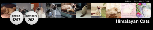 Himalayan Cats. Get yours at bighugelabs.com/flickr Himalayan Cats. Get yours at bighugelabs.com/flickr