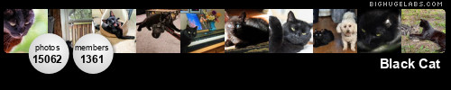 Black Cat. Get yours at bighugelabs.com/flickr Black Cat. Get yours at bighugelabs.com/flickr