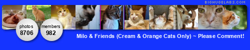 Milo & Friends (Cream & Orange Cats Only) ~ Please Comment!. Get yours at bighugelabs.com/flickr