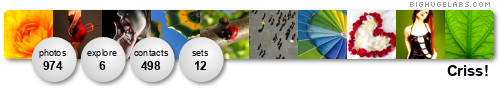 my Flickr DNA