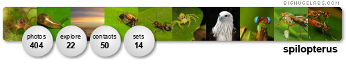 spilopterus. Get yours at bighugelabs.com/flickr