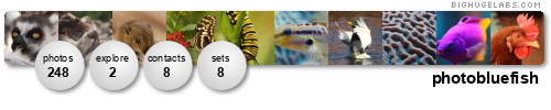 photobluefish. Get yours at bighugelabs.com/flickr photobluefish. Get yours at bighugelabs.com/flickr