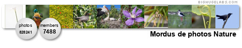 Mordus de photos Nature. Get yours at bighugelabs.com Mordus de photos Nature. Get yours at bighugelabs.com