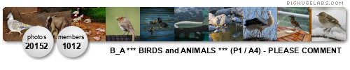 B_A *** BIRDS and ANIMALS *** NO cats, dogs, insects! (P1 / A4) . Get yours at bighugelabs.com