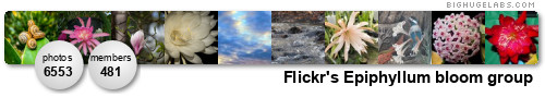 Flickr's Epiphyllum bloom group stats images and members Flickr's Epiphyllum bloom group stats images and members