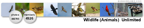 Wildlife (Animals)  Unlimited. Get yours at bighugelabs.com