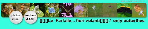 Le  Farfalle: fiori volanti  P/1 C/2  only butterflies. Get yours at bighugelabs.com