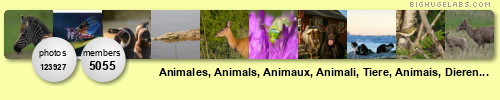 Animales - Animals. Get yours at bighugelabs.com Animales - Animals. Get yours at bighugelabs.com