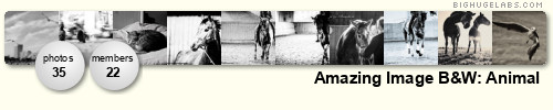 Amazing Image B&W: Animal. Get yours at bighugelabs.com