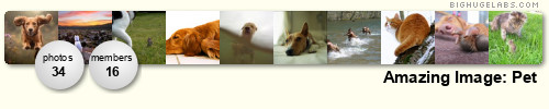 Amazing Image: Pets. Get yours at bighugelabs.com Excellent Photography: Pets. Get yours at bighugelabs.com