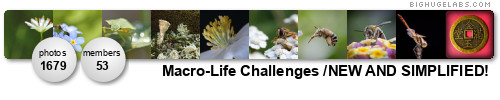 Macro-Life (1v1 Challenges). Get yours at bighugelabs.com