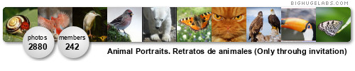 Animal Portraits. Retratos de animales (Only throuhg invitation)