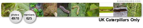 UK Caterpillars Only. Get yours at bighugelabs.com