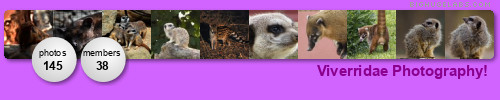 Genets, Fossas, and Civets Photography!. Get yours at bighugelabs.com Genets, Fossas, and Civets Photography!. Get yours at bighugelabs.com