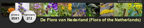 De Flora van Nederland (Flora of the Netherlands). Get yours at bighugelabs.com De Flora van Nederland (Flora of the Netherlands). Get yours at bighugelabs.com