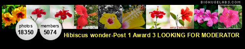 Hibiscus wonder-Post 1 Award3-NEW CONTEST 1.of December. Get yours at bighugelabs.com