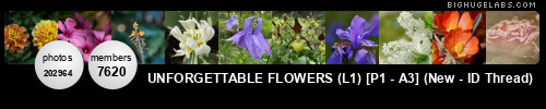 Unforgettable Flowers ~ P1/C2 . Get yours at bighugelabs.com Unforgettable Flowers ~ P1/C2 . Get yours at bighugelabs.com