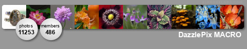 DazzlePix MACRO Magic. Get yours at bighugelabs.com