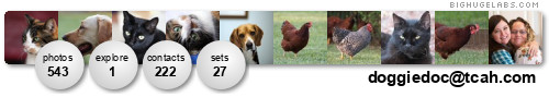 doggiedoc@tcah.com. Get yours at bighugelabs.com doggiedoc@tcah.com. Get yours at bighugelabs.com
