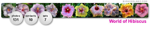 World of Hibiscus. Get yours at bighugelabs.com
